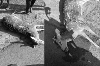 Deer Killed by Speeding Vehicle in Tirthahalli.