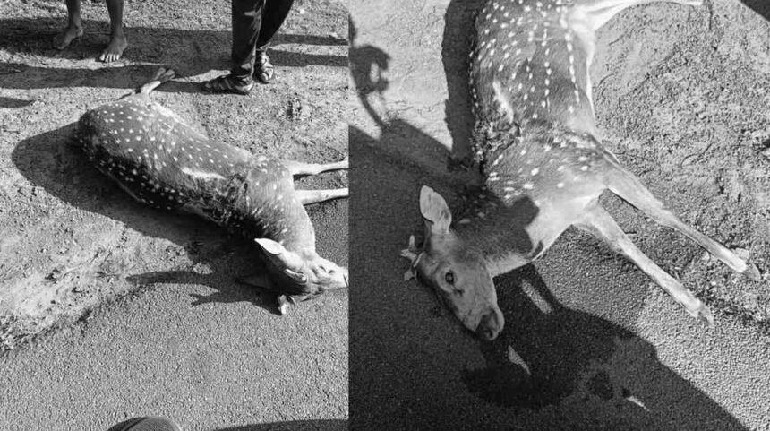 Deer Killed by Speeding Vehicle in Tirthahalli.