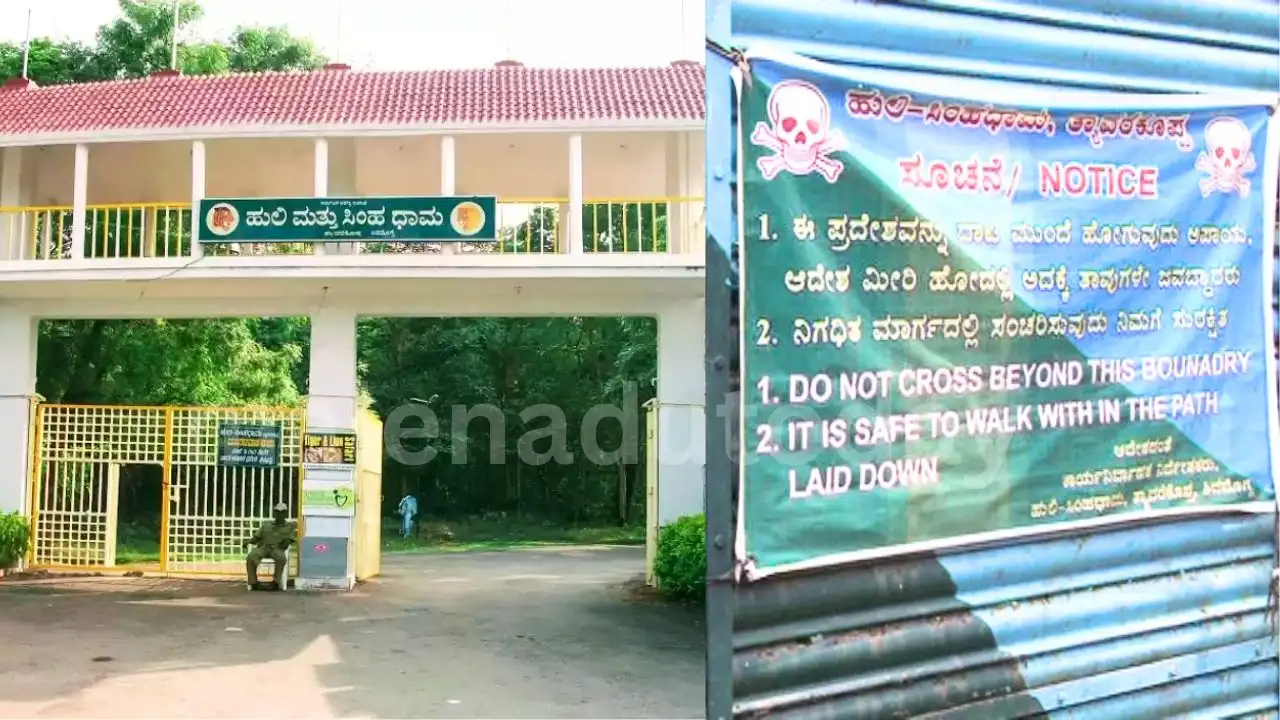 Tyavarekoppa Lion and Tiger Safari Safety