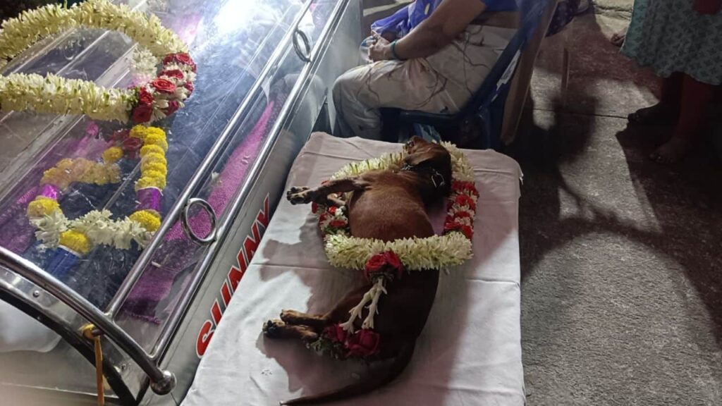 Dog Passes Away