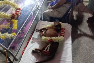 Dog Passes Away