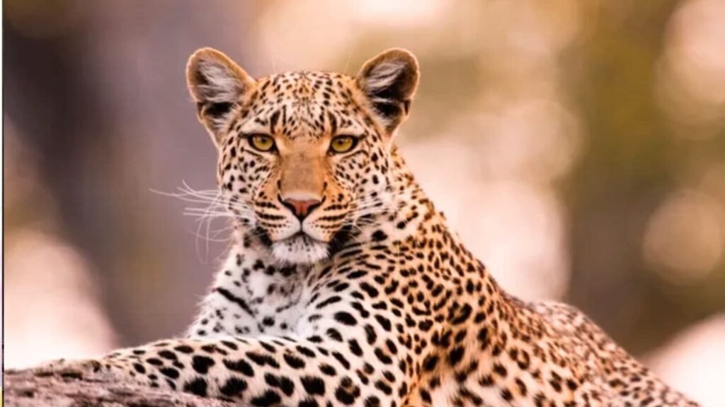 Leopard Attack Injures Boy in Chikmagalur Tarikere 