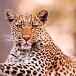 Leopard Attack Injures Boy in Chikmagalur Tarikere 
