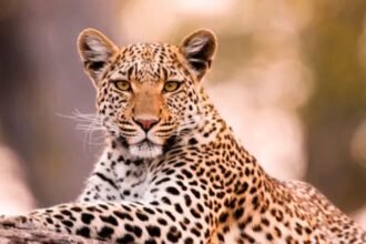 Leopard Attack Injures Boy in Chikmagalur Tarikere 