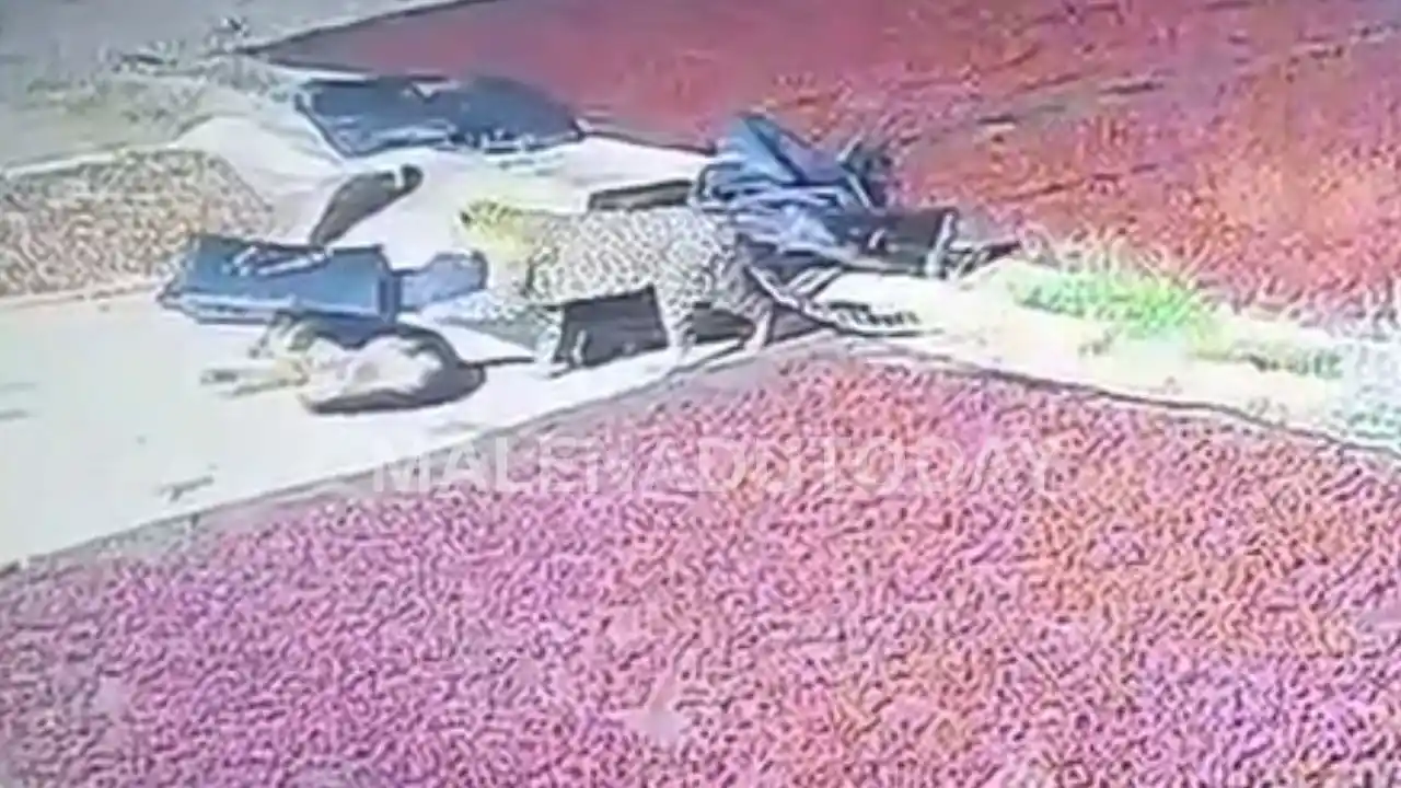 ತರೀಕೆರೆ: ಅಡಕೆ ಕಣದಲ್ಲಿ ಮಲಗಿದ್ದ ಜರ್ಮನ್ ಶೆಫರ್ಡ್ ನಾಯಿಯನ್ನು ಹೊತ್ತೊಯ್ದ ಚಿರತೆ , Tarikere Leopard hunts German Shepherd dog from arecanut yard