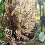 Ripponpet Wild Elephant Crop Damage