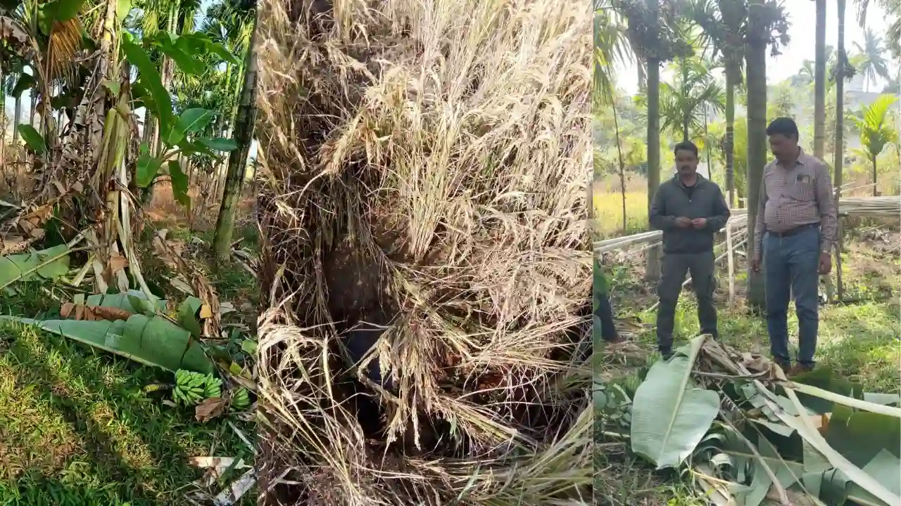 ರಿಪ್ಪನ್ ಪೇಟೆ ಬಳಿ ಕಾಡಾನೆ ದಾಳಿ: ತೋಟ, ಬೆಳೆ ಹಾನಿ 1 Ripponpet Wild Elephant Crop Damage