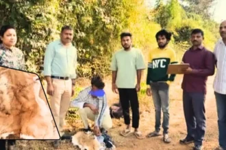 Deer Skin Sale Attempt file One Arrested in Anandapura Police Patrol Operation