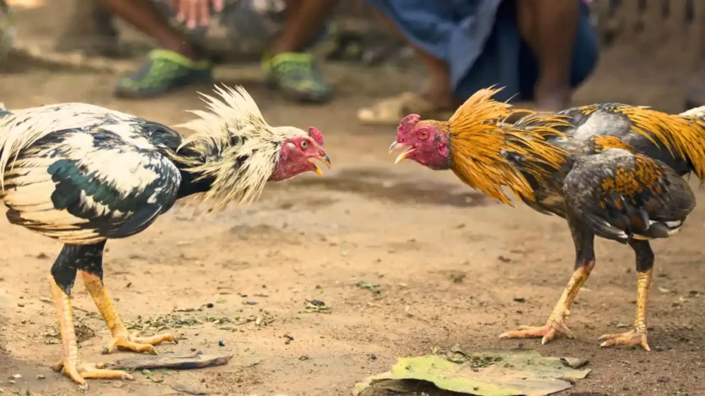 Agumbe Police File FIR Against 5-6 Persons for Cockfight Gambling