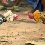 Cockfight Gambling, Agumbe Police Station, Gambling Raid,