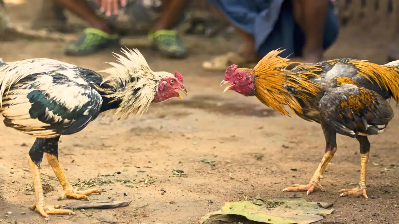 Cockfight Gambling, Agumbe Police Station, Gambling Raid,