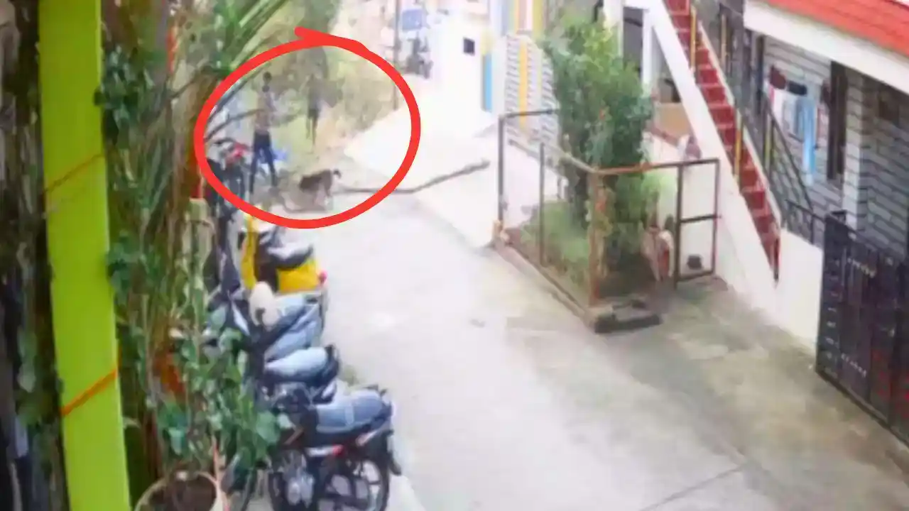 ಬೀದಿ ನಾಯಿಯನ್ನು ಕ್ರೂರವಾಗಿ ಹೊಡೆದು ಸಾಯಿಸಿದ ಸಿಸಿಟಿವಿ ದೃಶ್ಯ ವೈರಲ್ಪ್ರ ಕರಣ ದಾಖಲು Shivamogga: Group of Pig Catchers Cruelly Kills Street Dog, Case Filed Based on CCTV Footage