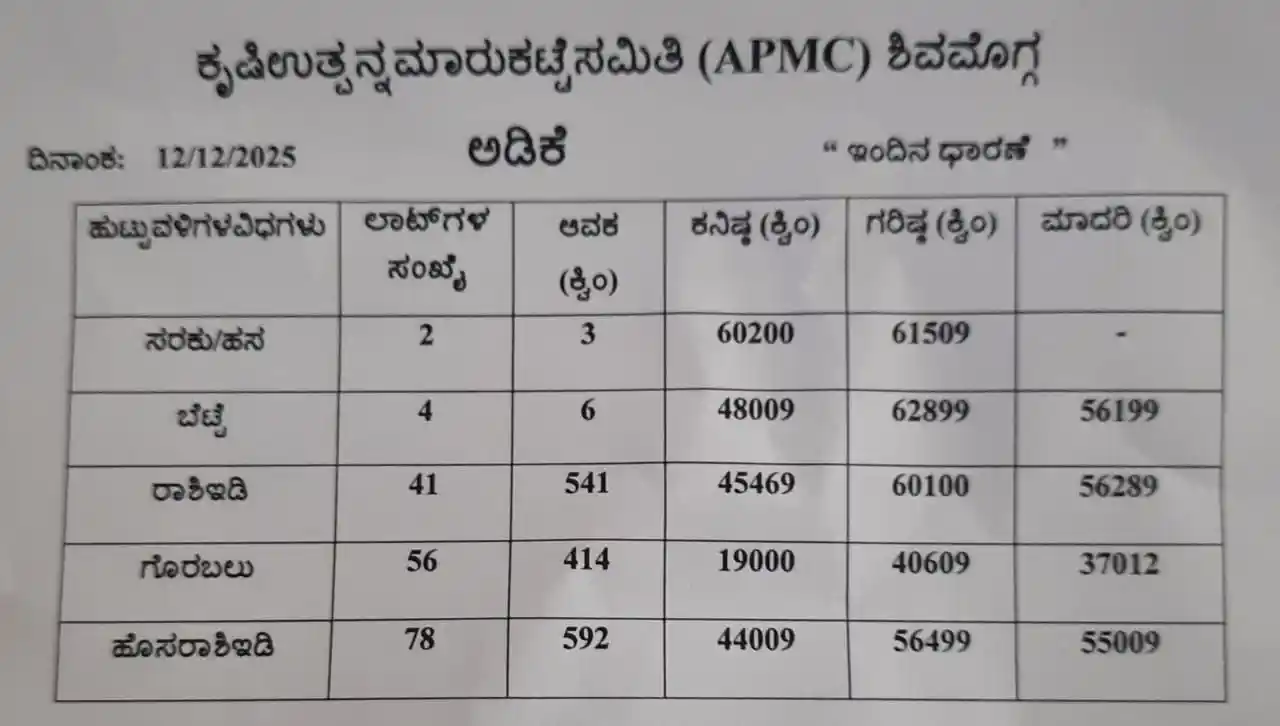 ಅಡಿಕೆ ದರದಲ್ಲಿ ಮತ್ತೆ ಸುಗ್ಗಿ: ಶಿವಮೊಗ್ಗ, ಸಿದ್ಧಾಪುರ, ಚಿತ್ರದುರ್ಗ ಸೇರಿ ಹಲವು ಮಾರ್ಕೆಟ್ಗಳಲ್ಲು ಜೋರು ವಹಿವಾಟು! ಎಷ್ಟಿದೆ ರೇಟು 1 Shivamogga Siddapura APMC Rates