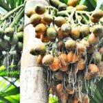 Areca Nut Robbery in NR Pura 