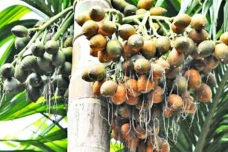 Areca Nut Robbery in NR Pura 
