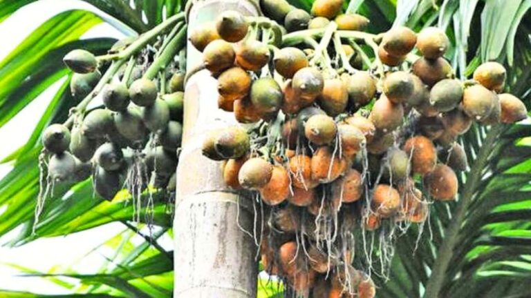 Areca Nut Robbery in NR Pura