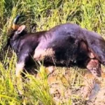Wild Gaur Electrocuted in Hosanagara 