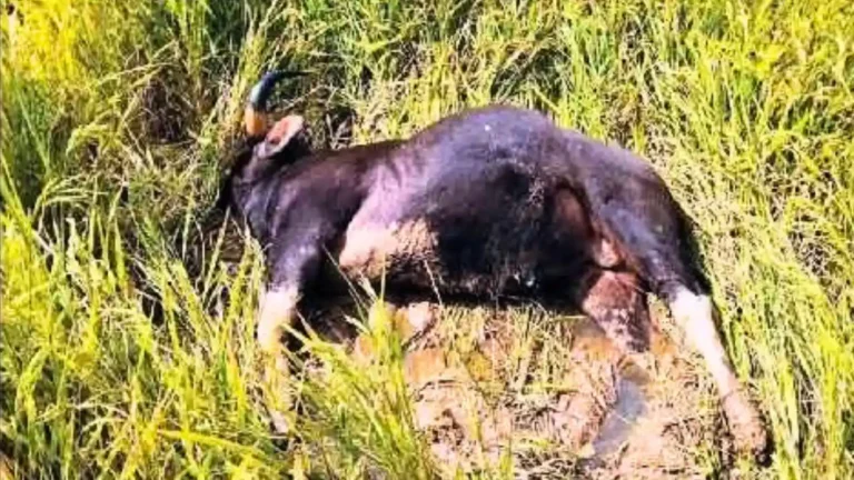 Wild Gaur Electrocuted in Hosanagara