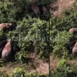 wild Elephants Damage Crops & Areca Plantations