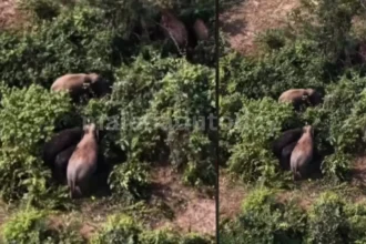 wild Elephants Damage Crops & Areca Plantations