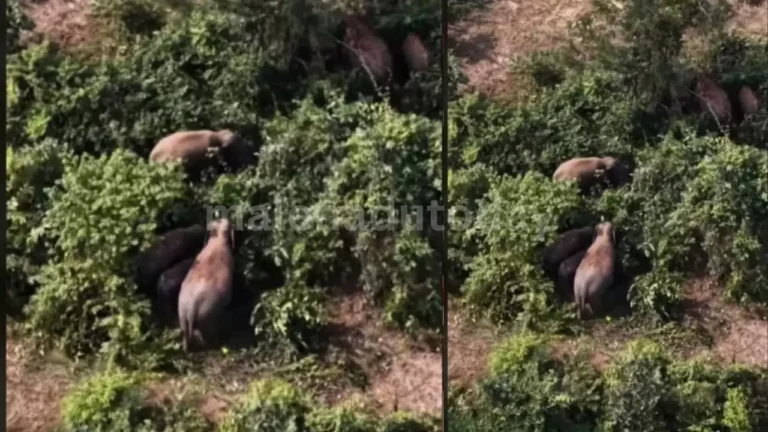 wild Elephants Damage Crops & Areca Plantations
