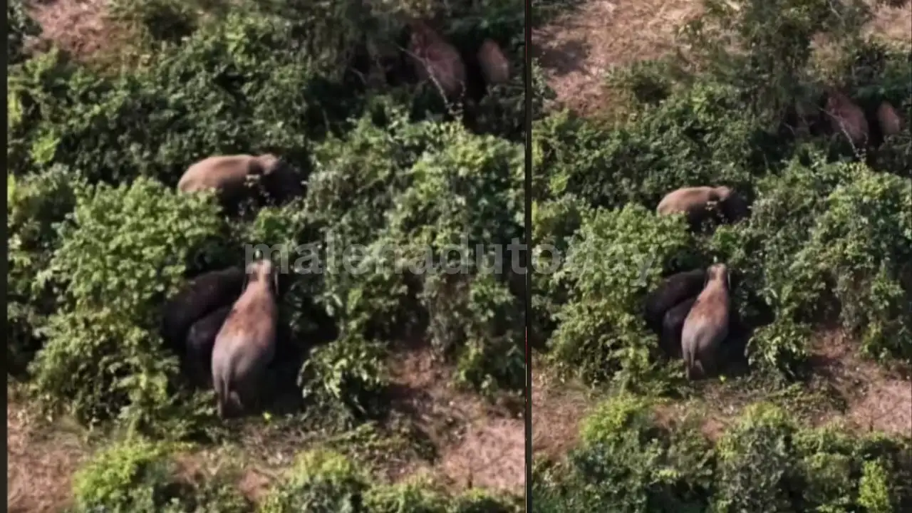 ಸೊರಬದ ಕಾನಹಳ್ಳಿಯಲ್ಲಿ 6 ಕಾಡಾನೆಗಳ ಹಿಂಡು ಪತ್ತೆ: ರೈತರ ಬೆಳೆ,ತೋಟಕ್ಕೆ ಹಾನಿ 1 wild Elephants Damage Crops & Areca Plantations