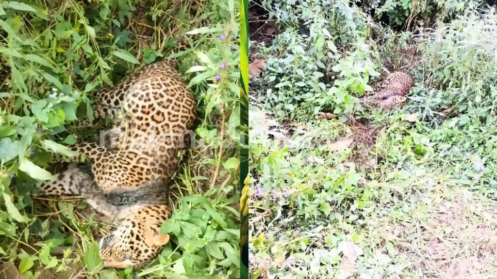Leopard Dies in Snare Near Talagunda Forest 