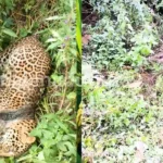 Leopard Dies in Snare Near Talagunda Forest 