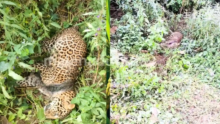 Leopard Dies in Snare Near Talagunda Forest 