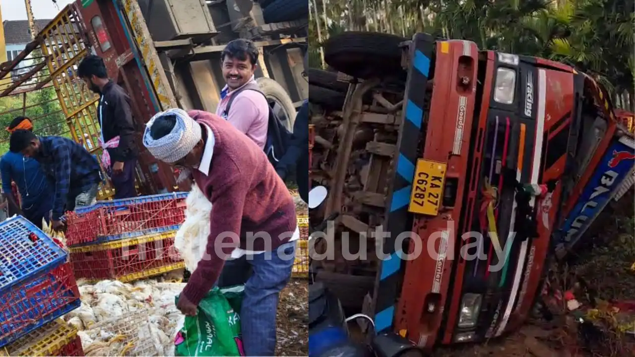ಕೋಳಿ ಸಾಗಿಸುತ್ತಿದ್ದ ಲಾರಿ ಪಲ್ಟಿ : ಕೋಳಿಗಳನ್ನು ಹೊತ್ತೊಯ್ದ ಸ್ಥಳೀಯರು 1 Chicken Transport Lorry Overturns Near Bhadravathi