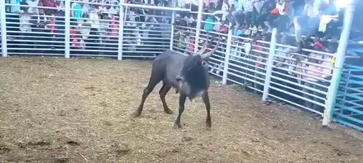 Amrit Mahal Bull Auction in Kadur