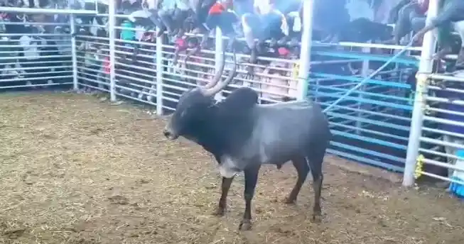 Amrit Mahal Bull Auction in Kadur