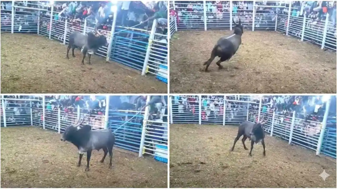 Amrit Mahal Bull Auction in Kadur
