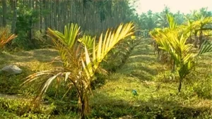 PM Krishi Sinchayee Yojana 2025