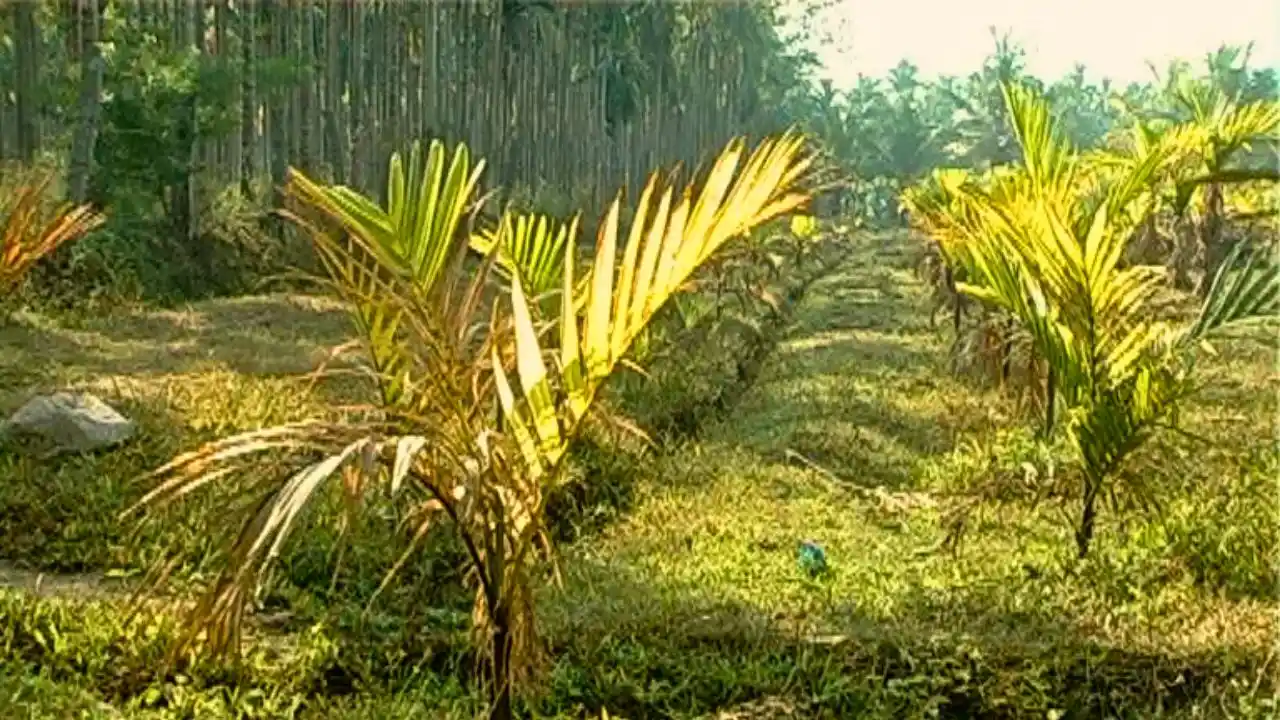 ರೈತರ ಗಮನಕ್ಕೆ |ಬೆಳೆಗಾರರಿಗೆ ಬಂಪರ್ ಆಫರ್, ಶೇ. 90ರಷ್ಟು ಸಬ್ಸಿಡಿ ಲಭ್ಯ! 1 PM Krishi Sinchayee Yojana 2025