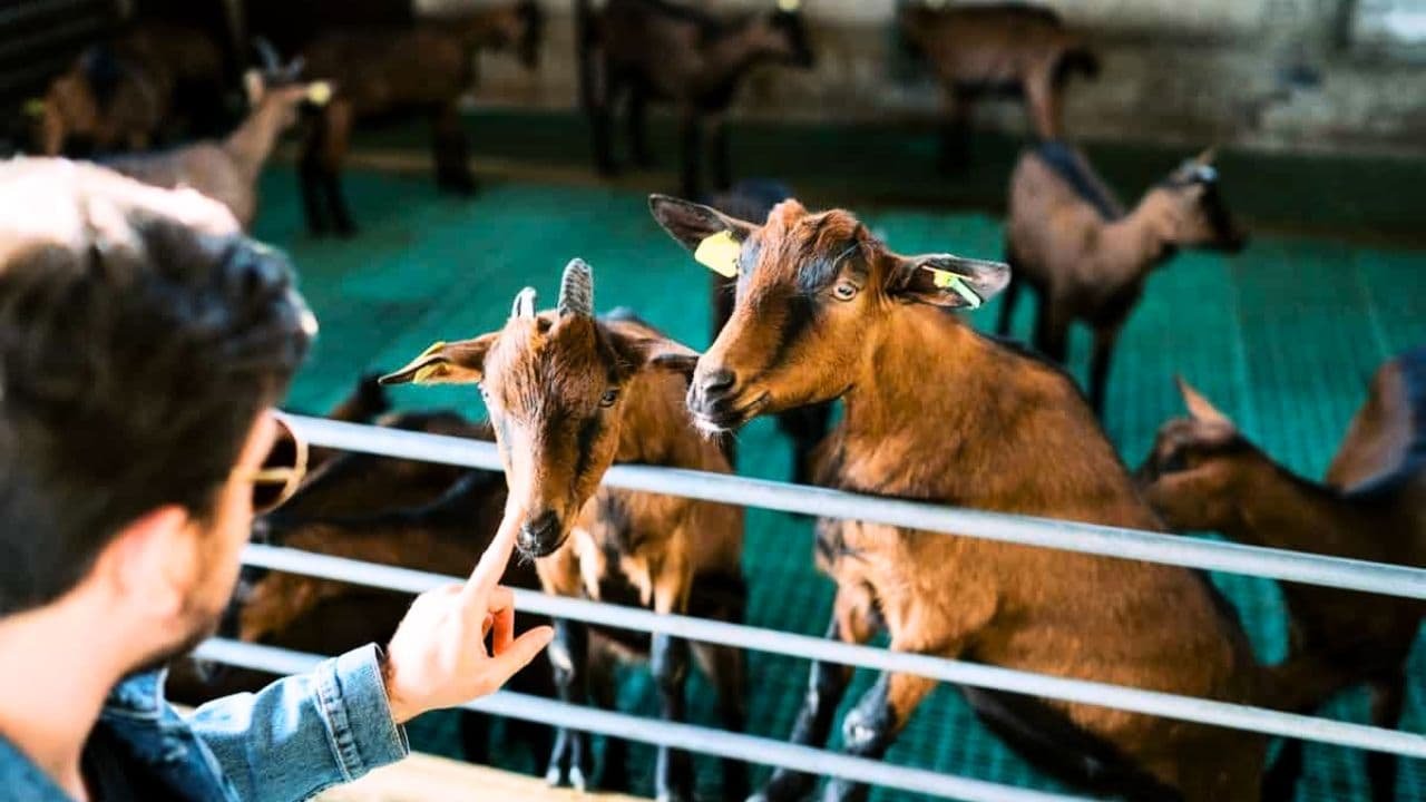 Free Sheep and Goat Farming Training