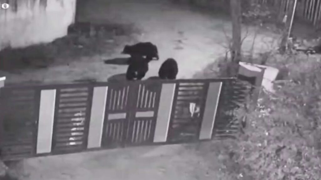 Bears Spotted in Bhadravathi s Kudligere