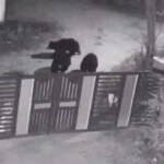 Bears Spotted in Bhadravathi s Kudligere