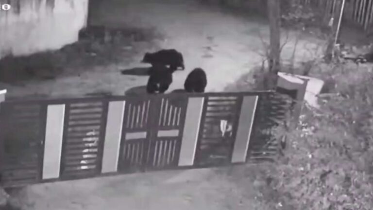Bears Spotted in Bhadravathi s Kudligere