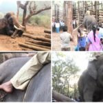 Abhimanyu ElephantThe King of Capture Operations