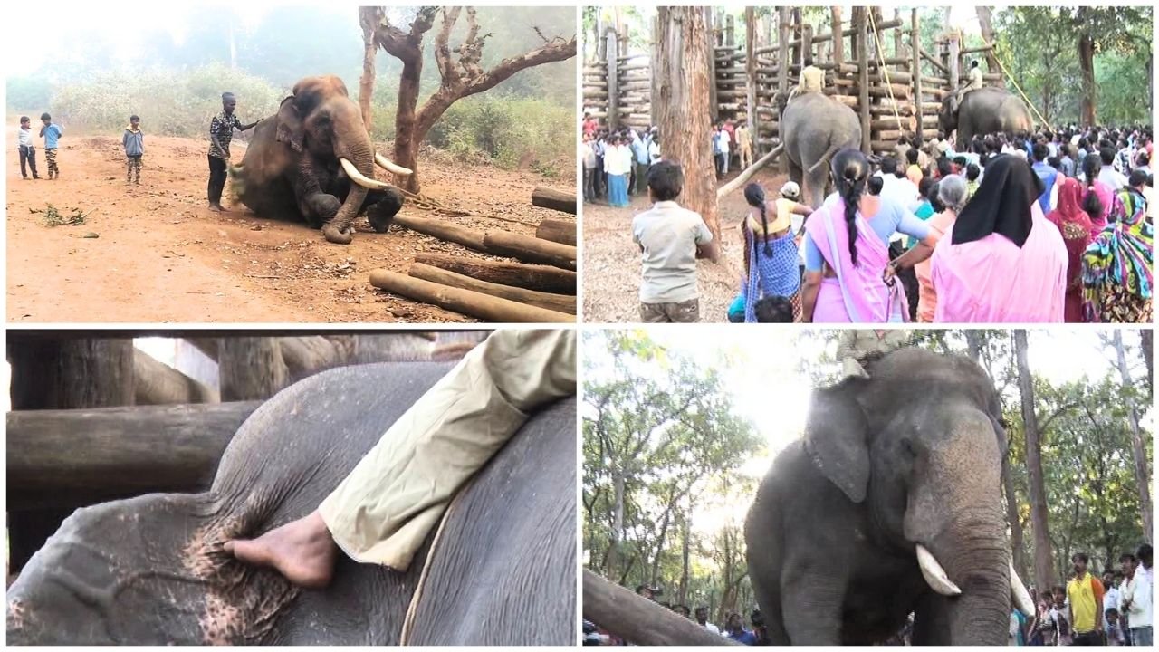 Abhimanyu ElephantThe King of Capture Operations