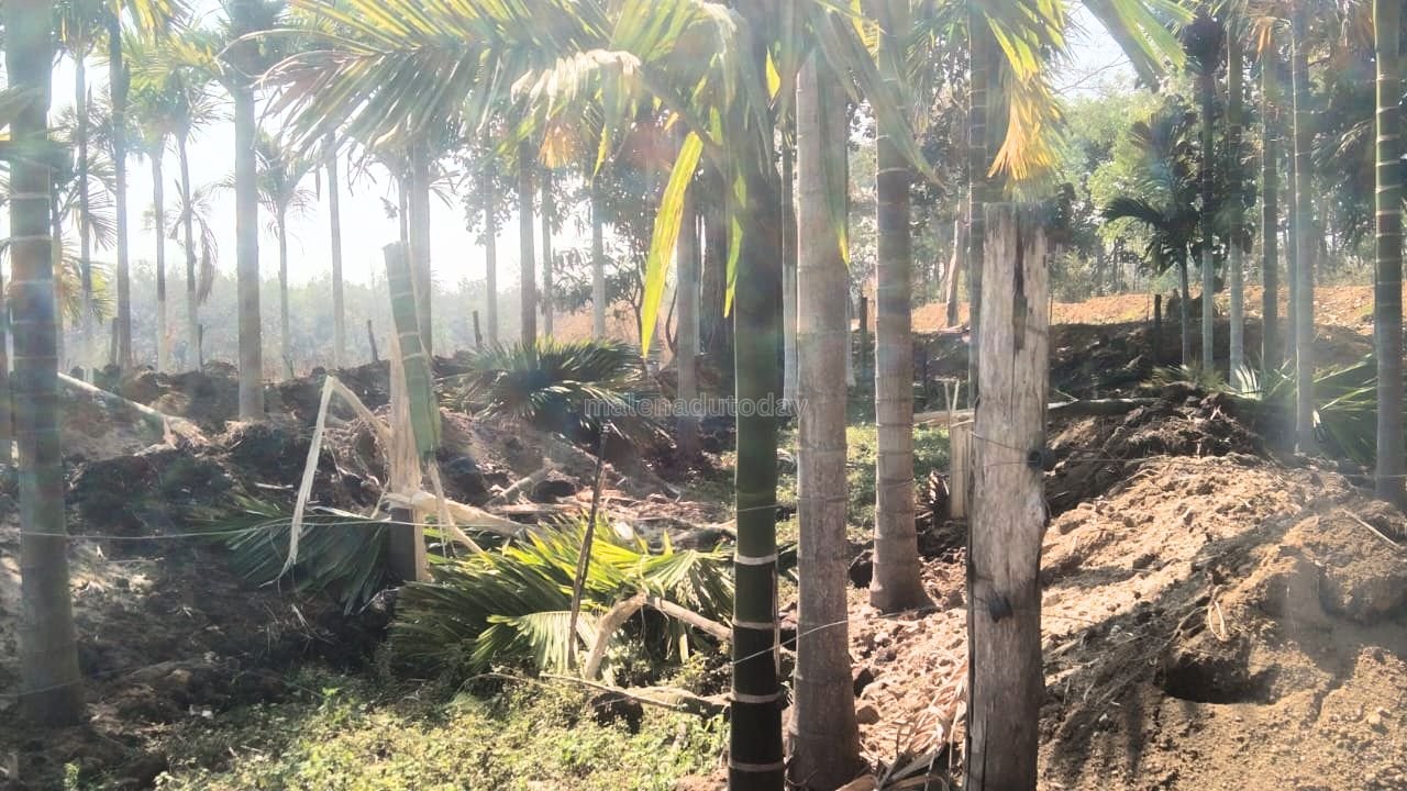 Wild Elephants Destroy Areca Trees in Puradalu