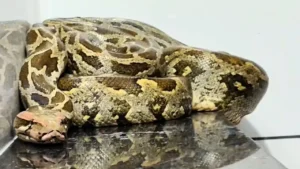 Python Rescue Snake Found in 2nd Floor Bathroom