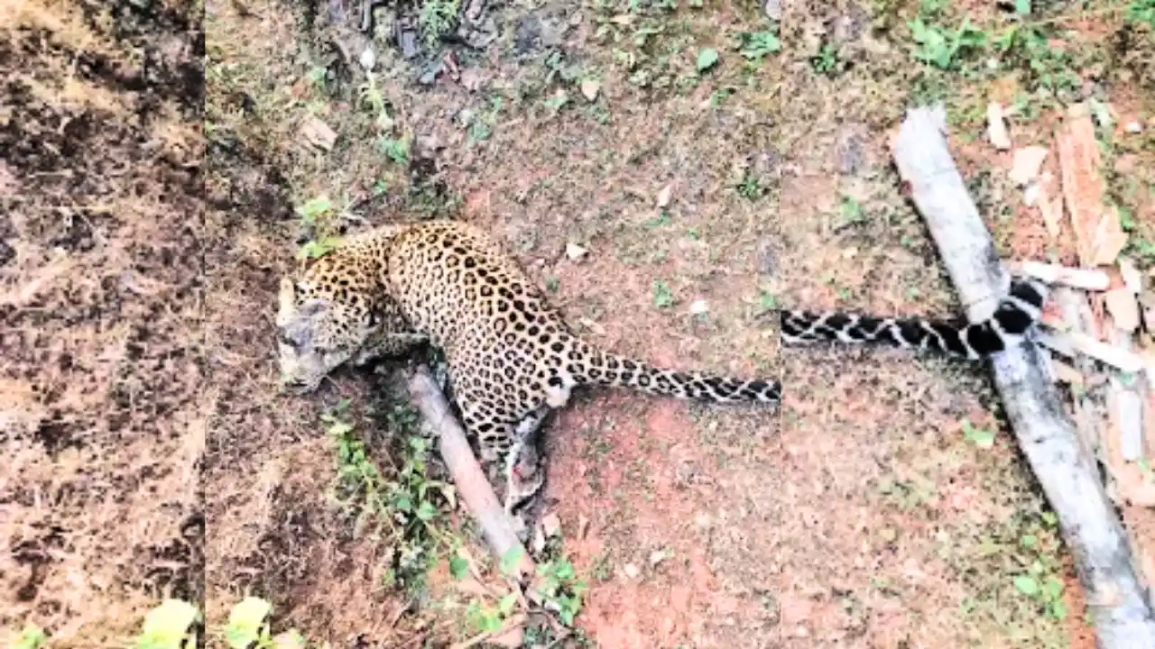 Leopard Found Dead in Hosanagara's Yaduru Village