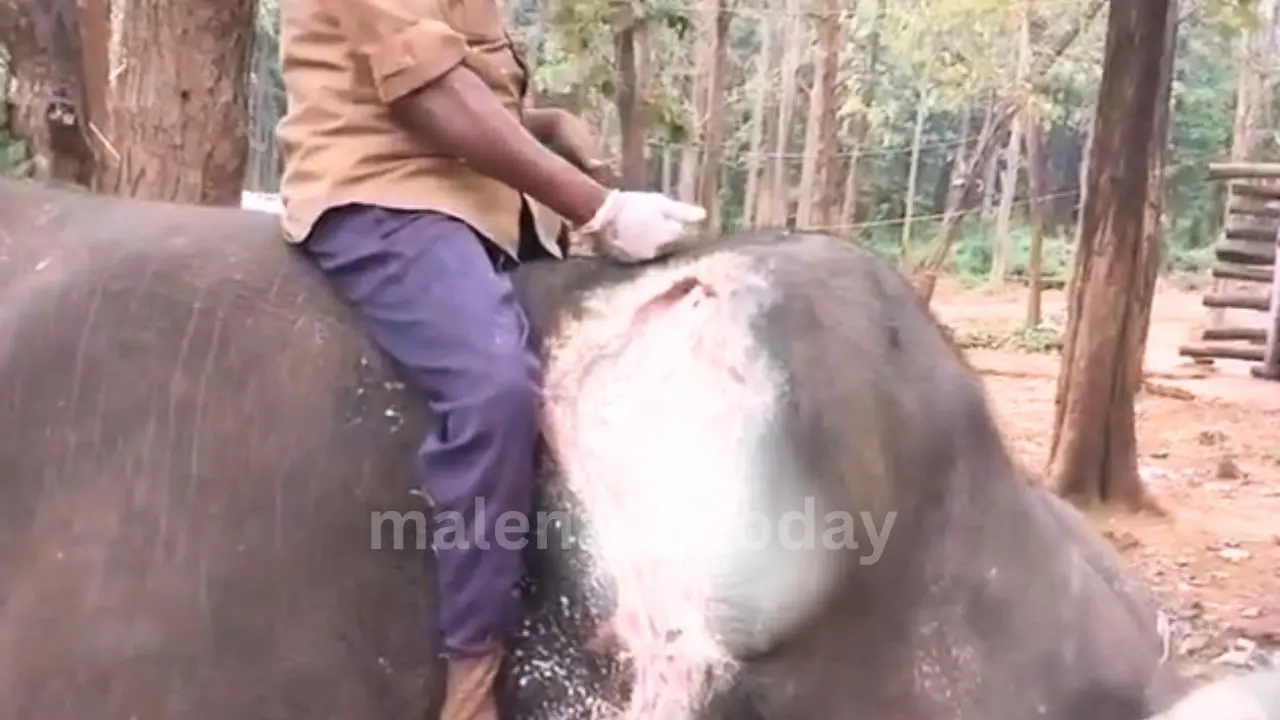 Balanna Elephant Recovery Return to Wild