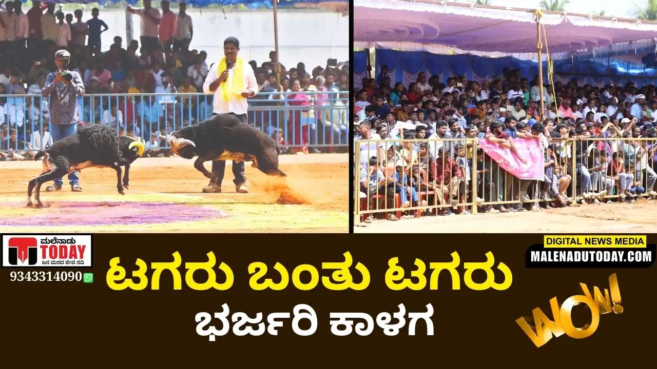 ಶಿವಮೊಗ್ಗದಲ್ಲಿ ರಾಷ್ಟ್ರ ಮಟ್ಟದ ಟಗರುಗಳ ಭರ್ಜರಿ  ಕಾಳಗ: ಹೇಗಿತ್ತು ಗೊತ್ತಾ..?