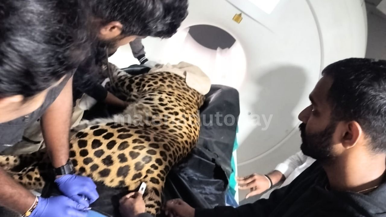 Leopard MRI Scan at Nanjappa Hospital Shimoga
