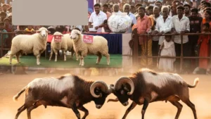 Shimoga Tagaru Kalaga 2026 Win 30kg Sheep