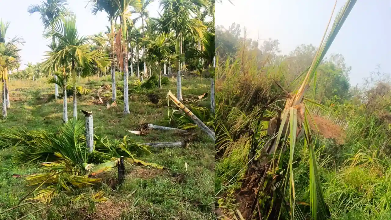 ಪುರದಾಳುವಿನಲ್ಲಿ ಮುಂದುವರೆದ ಕಾಡಾನೆ ದಾಳಿ : 20 ಕ್ಕೂ ಹೆಚ್ಚು ಅಡಿಕೆ ಮರ ನಾಶ