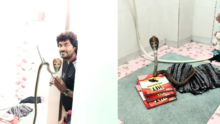 Snake Rescue Cobra Found in Toilet